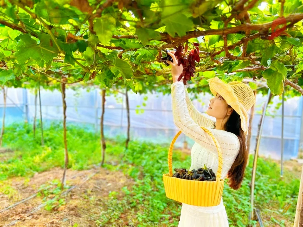 ktour-nha-trang-vuon-nho-ninh-thuan