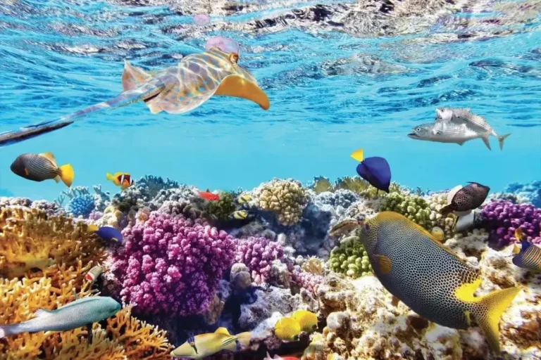 Tour Lặn Biển Nha Trang Ngắm San Hô Hòn Mun